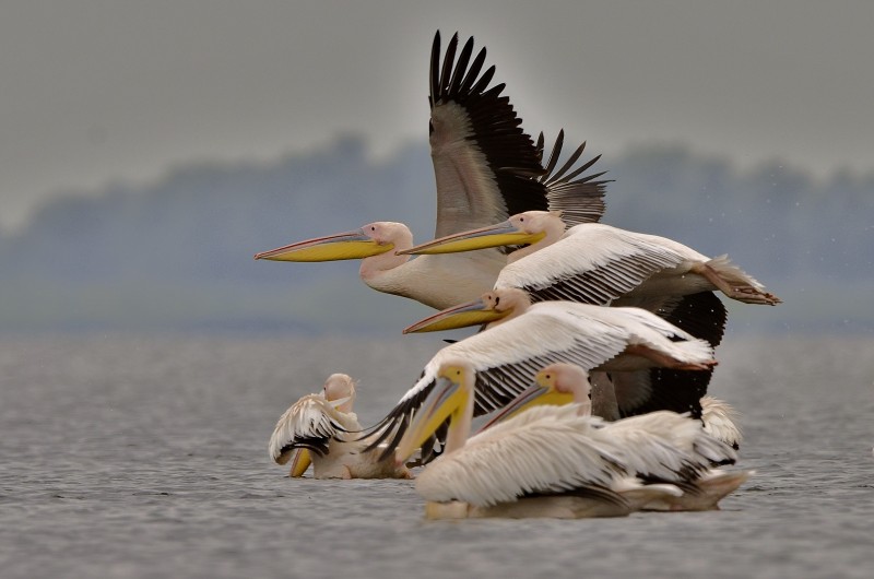 un mucchio di pellicani