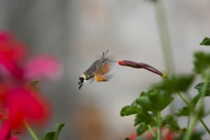 l'incontro tra flora e fauna