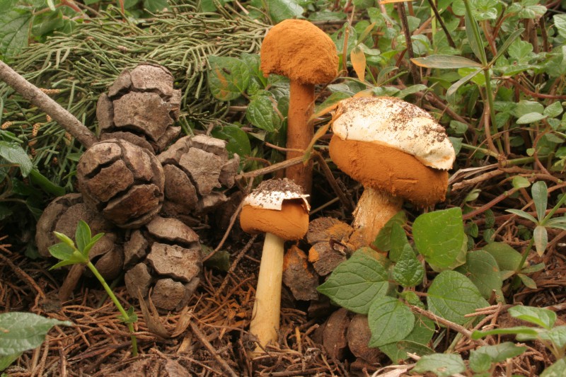 battarrea phalloides