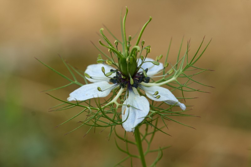 fiore di campo nigella damascena