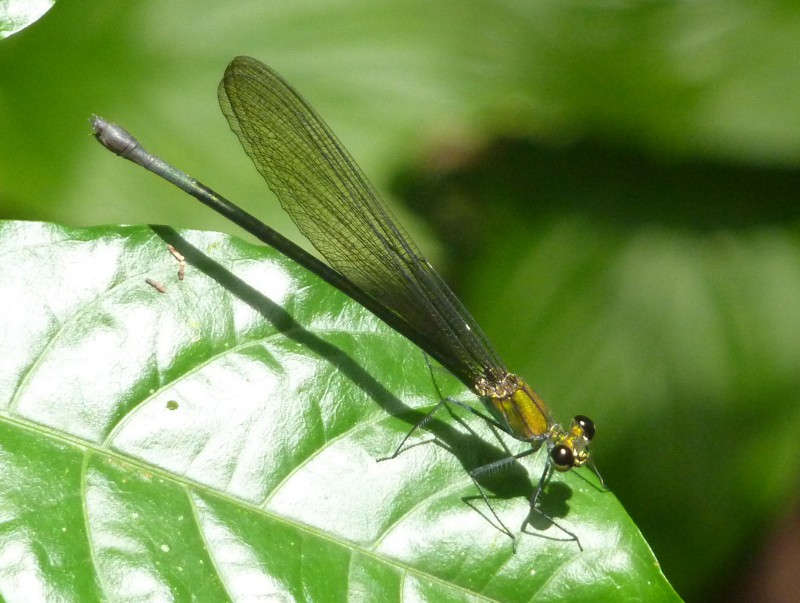 libellula su foglia