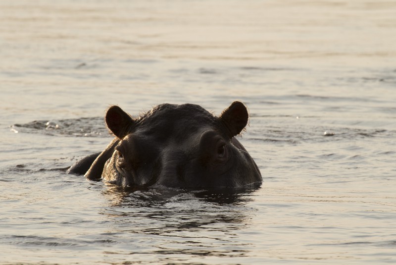 the lord of the river