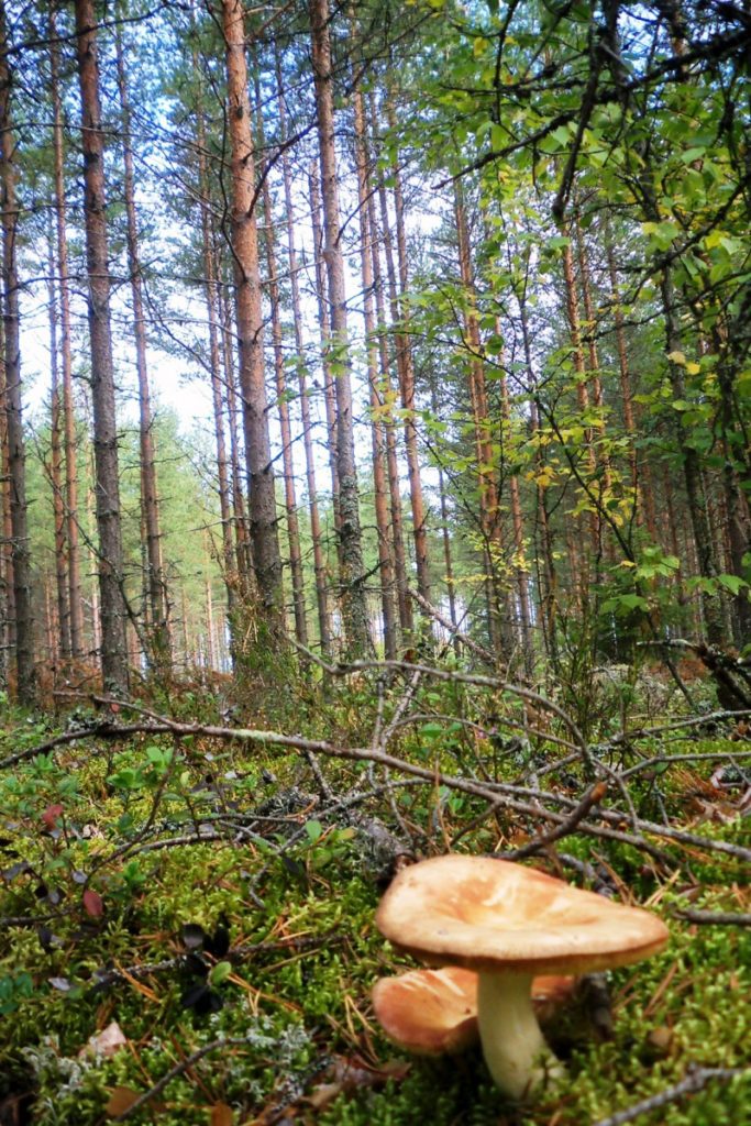 foresta di sikaaneva finlandia