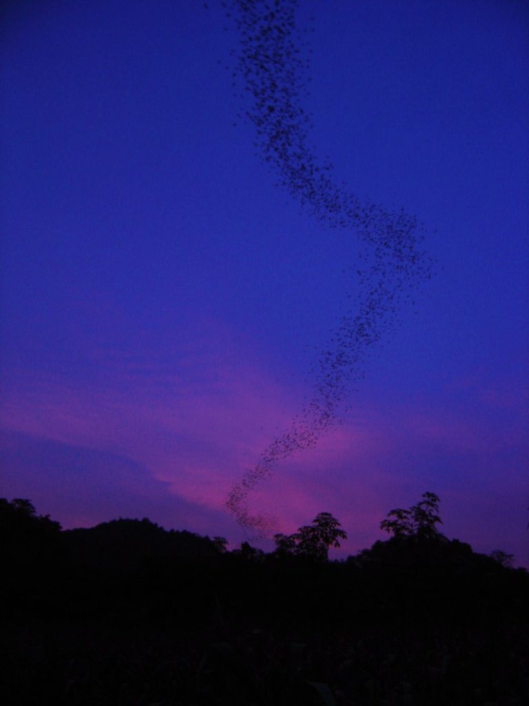 pipistrelli a caccia al tramonto khao yai national park tailandia