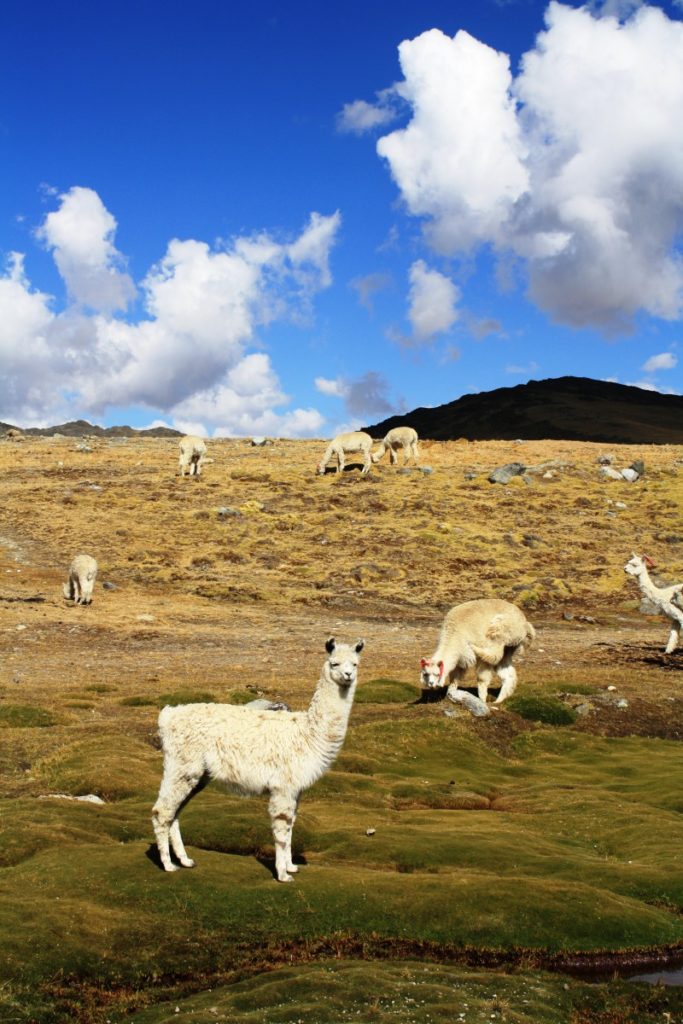 alpacas e nuvole perù