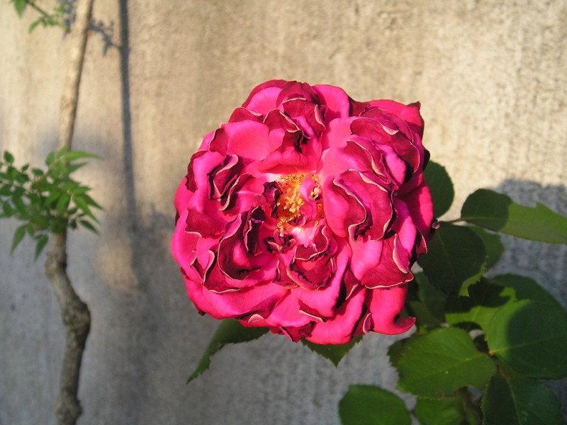 una rosa tra le rose