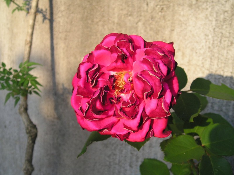 una rosa tra le rose