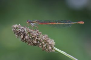 damigella multicolore