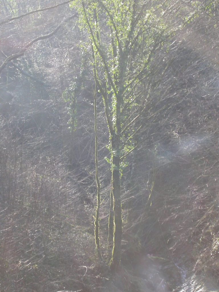 luci muschiate nel parco delle apuane