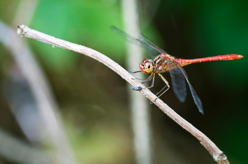 libellula