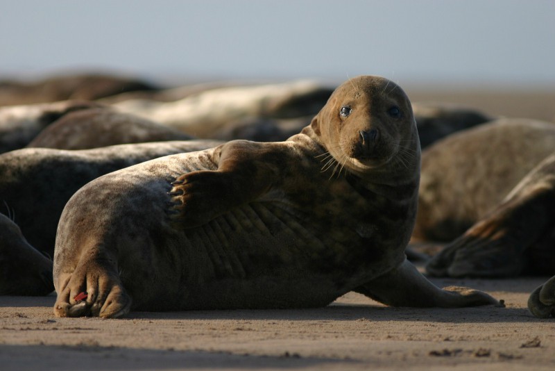 foca grigia sguardi