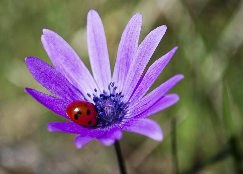 riposo su fiore