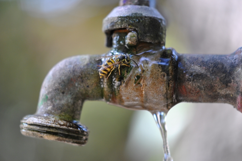 bella l'acqua fresca