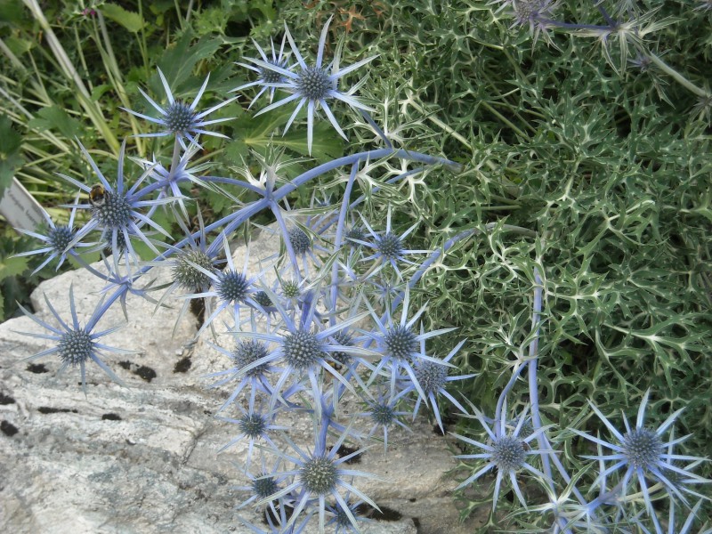 fantasia della natura