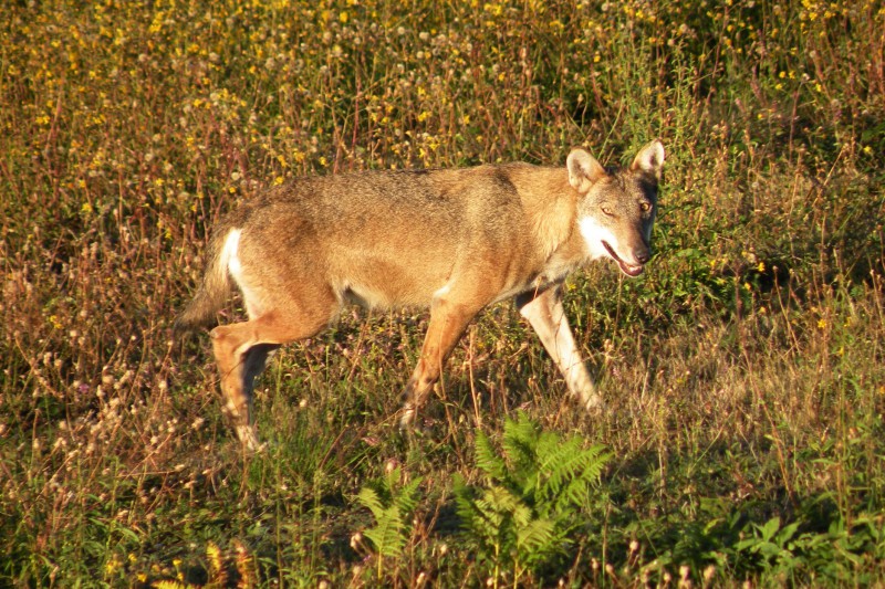 canis lupus italicus