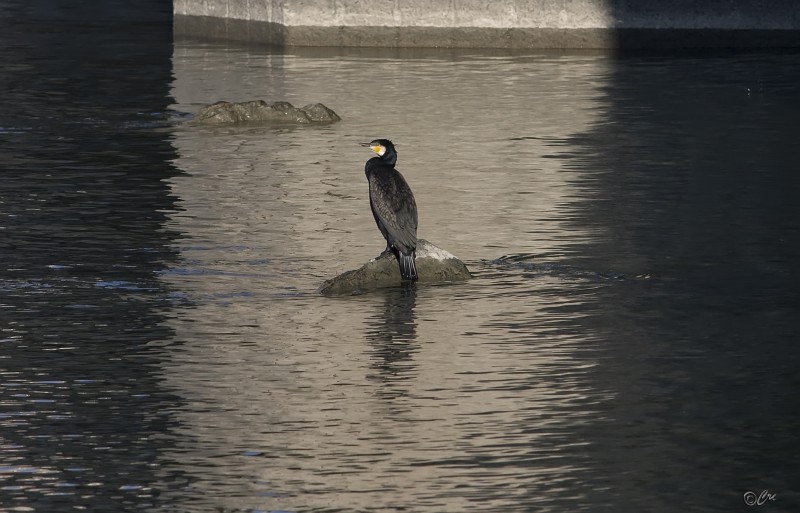 il solitario