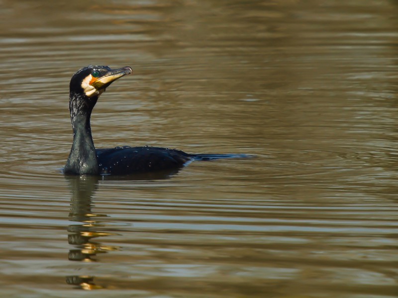 cormorano