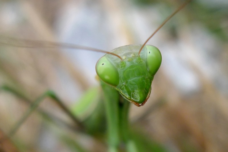 mantis religiosa