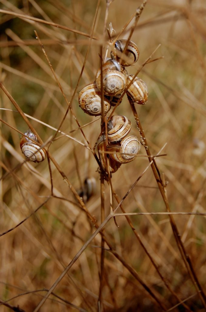 condominio lacustre