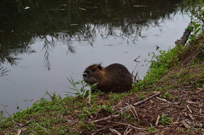 la nutria