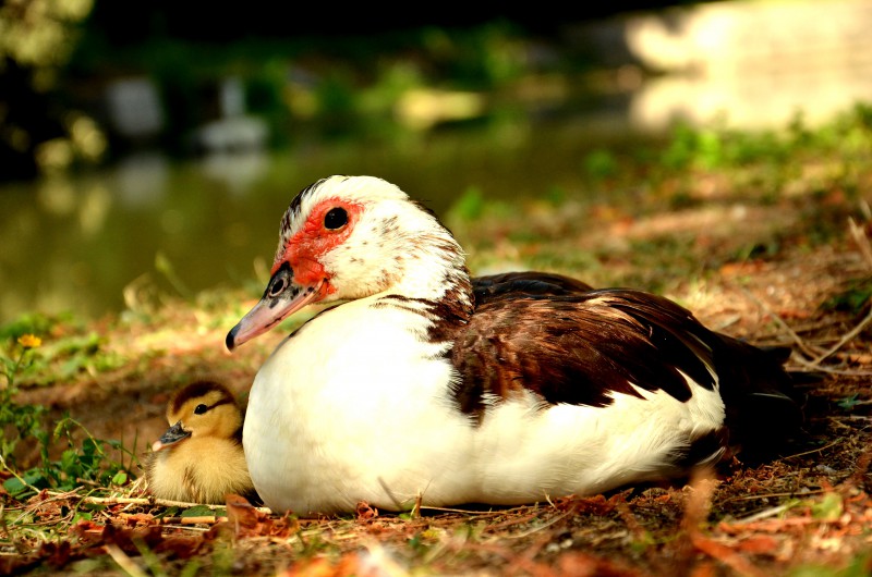 amore di mamma