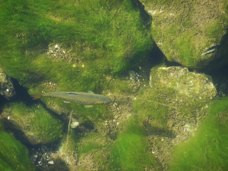 salmo trutta forma fario