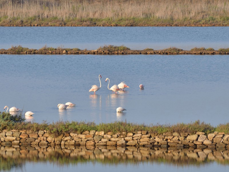 fenicotteri rosa