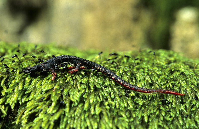 salamandra tergiditata