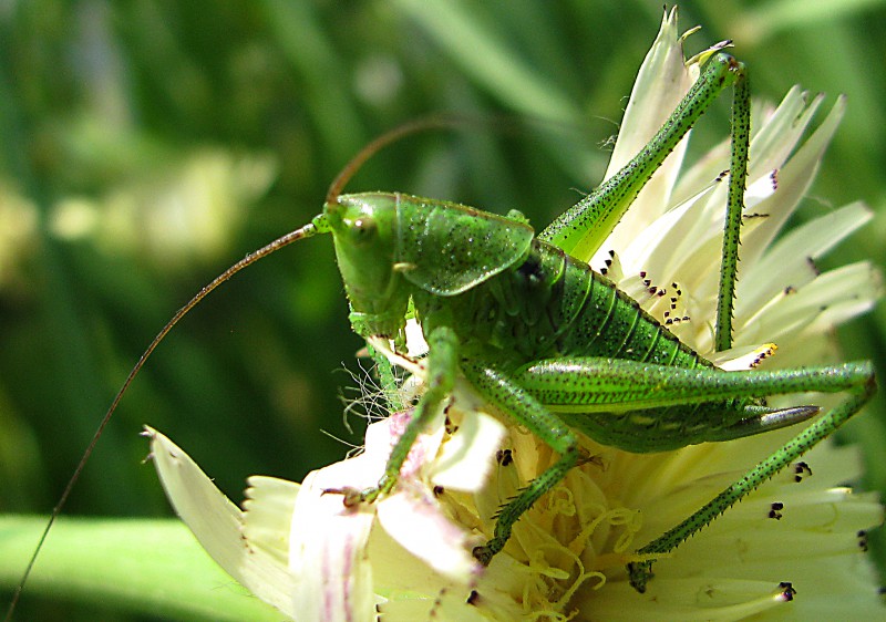 grillo verde