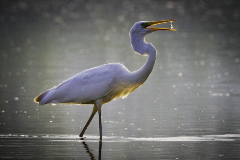 nella luce del mattino (casmerodius alba)