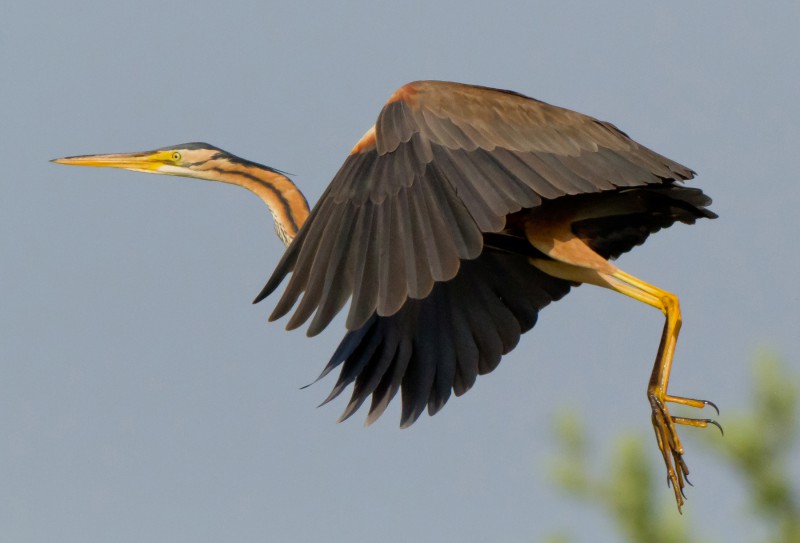 come una danza (ardea purpurea)