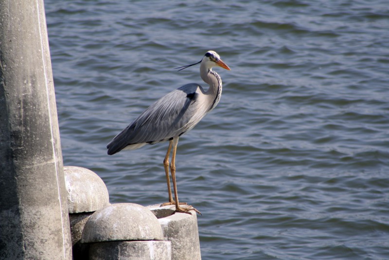 guardiano (mantova)