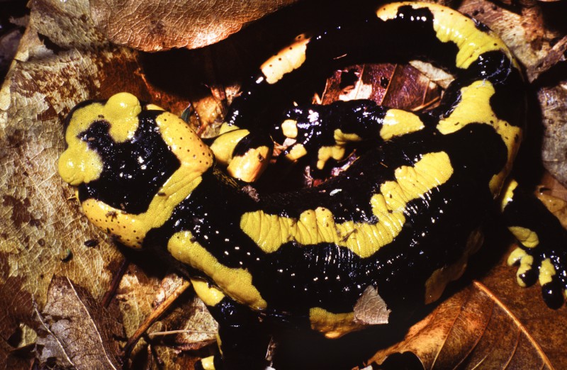 salamandra