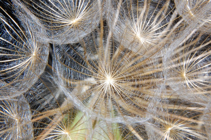 dente di leone..o fuoco d'artificio