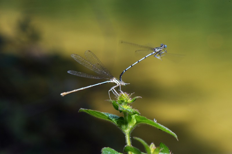 amore naturale