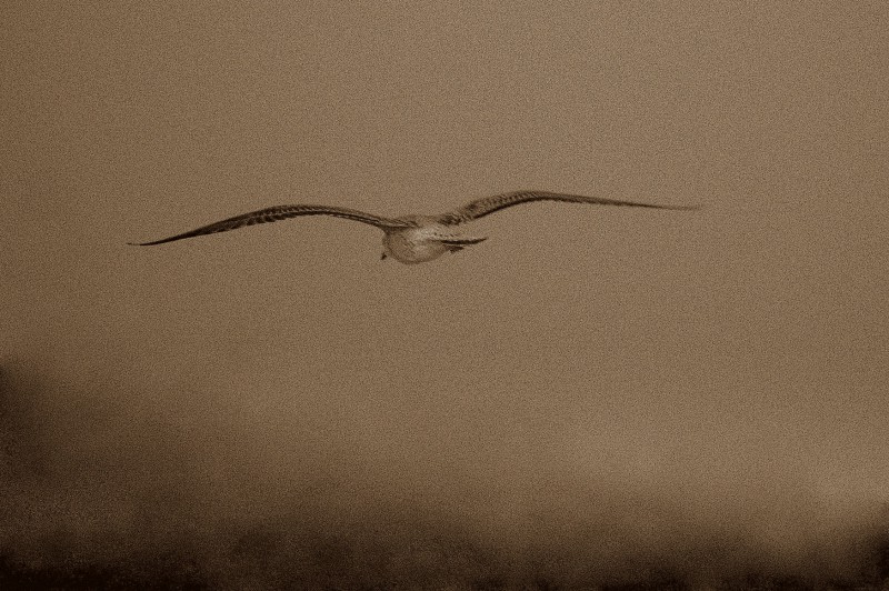 gabbiano in volo sul lago al tramonto