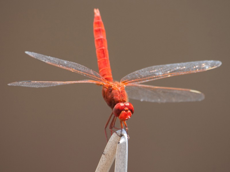 libellula 2