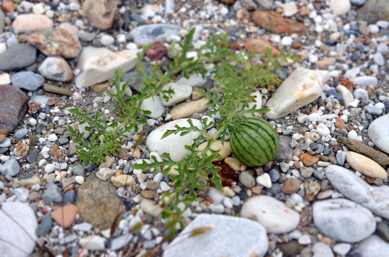 un cocomero sul fiume versilia