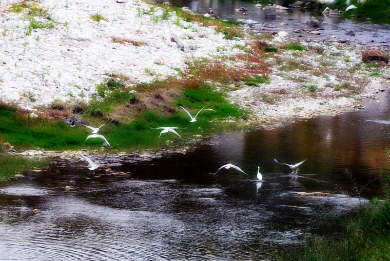 fauna sul fiume versilia