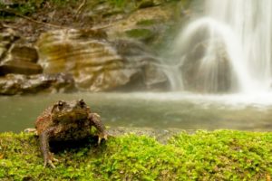 il principe e la cascata - bufo bufo