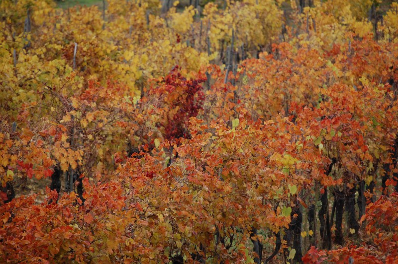 autunno tra i filari