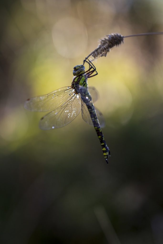 libellula