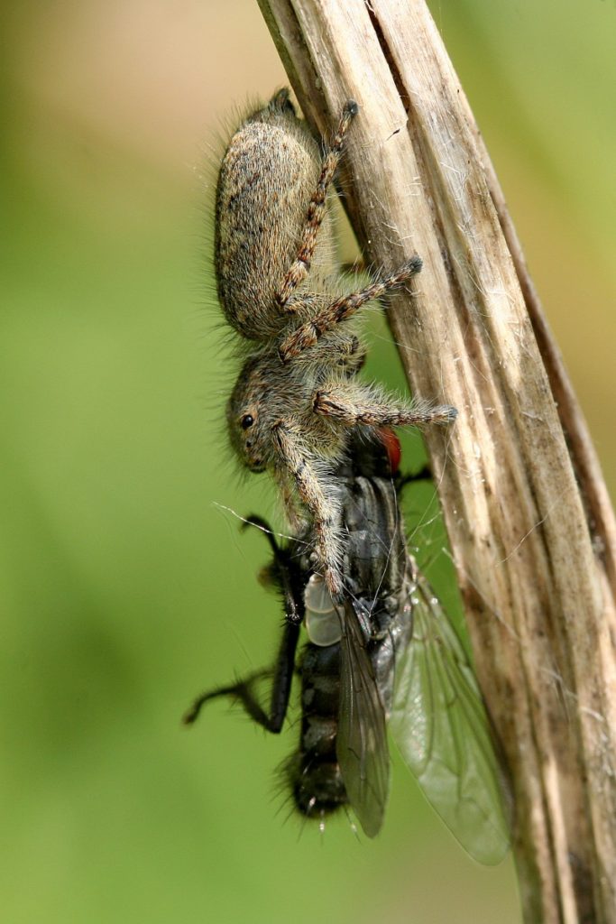 naso a naso con una mosca