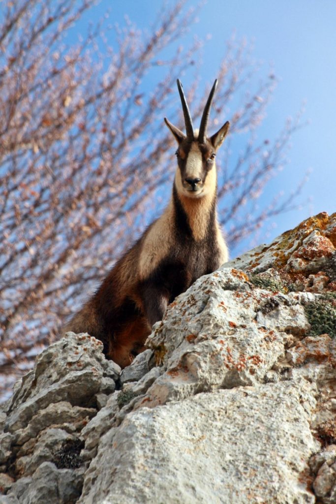 camoscio d'abruzzo