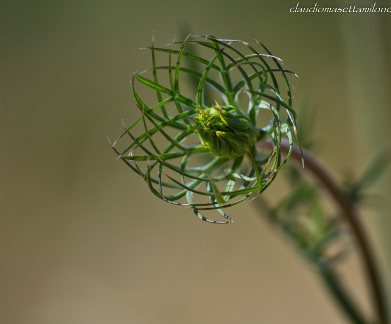 l'armonia dei fiori dei campi montani