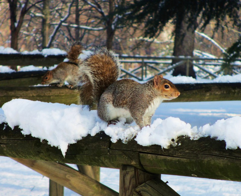 i guardiani della neve