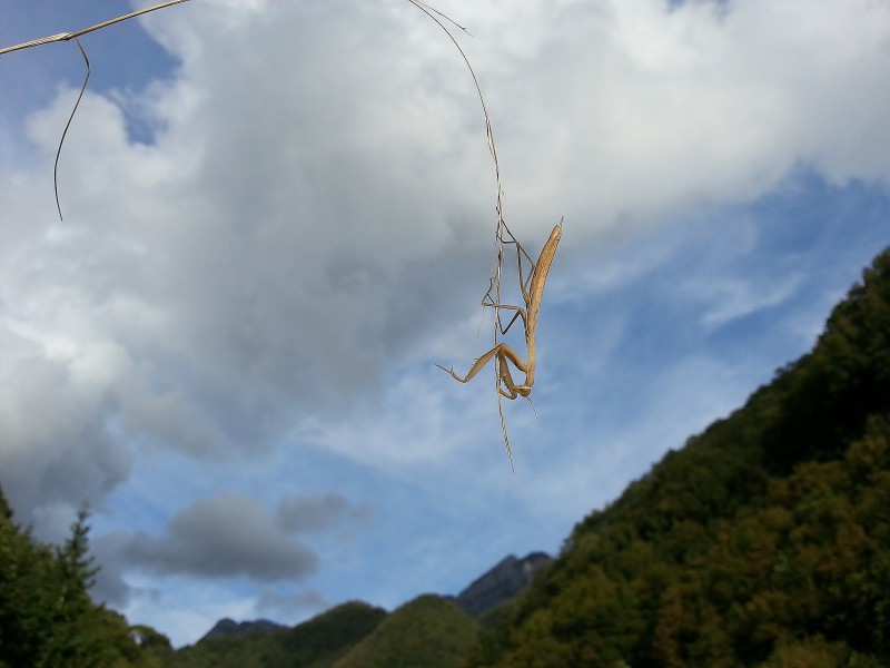 il ramoscello predatore