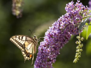 papilio macaone su budlea