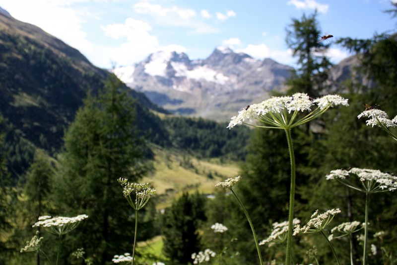 vespe in val viola