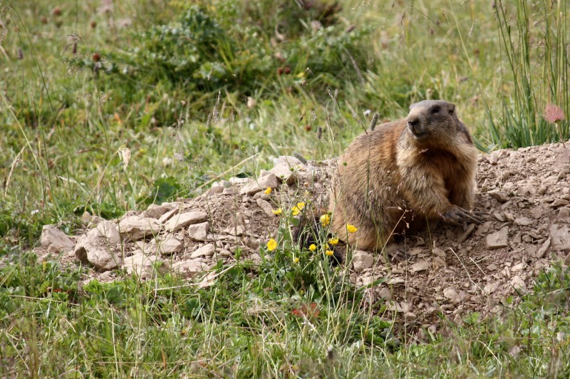 la marmotta